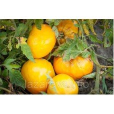 Насіння томату Ваша Величність 15 насінин