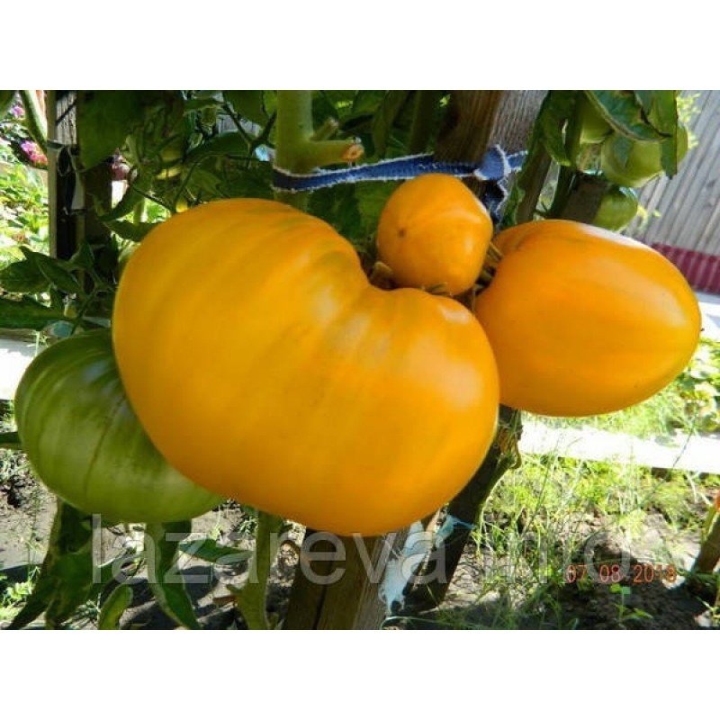 Насіння томату Ваша Величність 15 насінин Насіння томату Ваша Величність 15 насінин