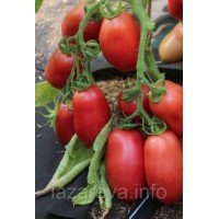 Насіня томату Студент F1 10 нас