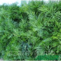 Насіння кропу Пахучий 2 г