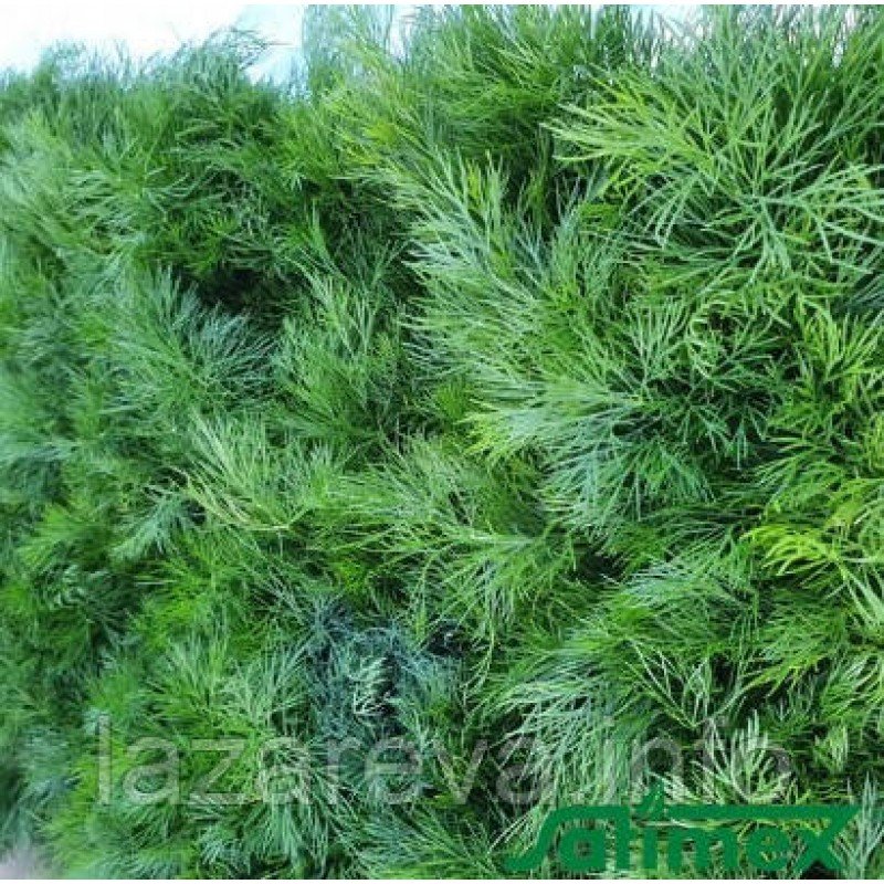 Насіння кропу Пахучий 2 г