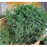 Насіння кропу Мамонт 2 г Насіння кропу Мамонт 2 г