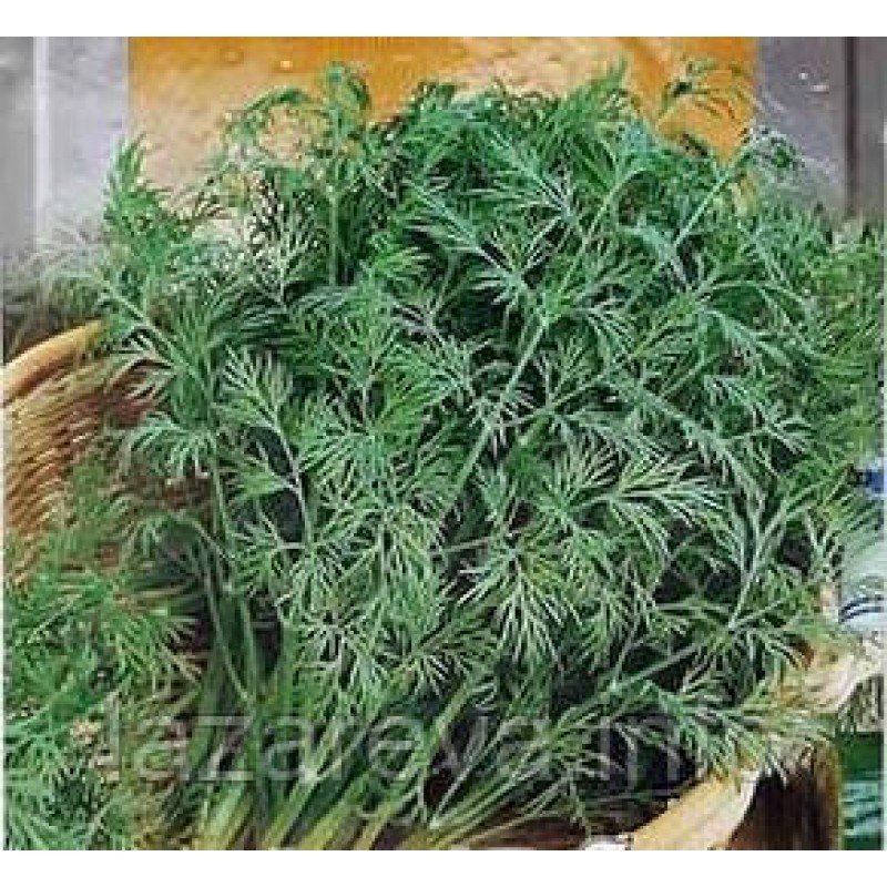 Насіння кропу Мамонт 2 г Насіння кропу Мамонт 2 г