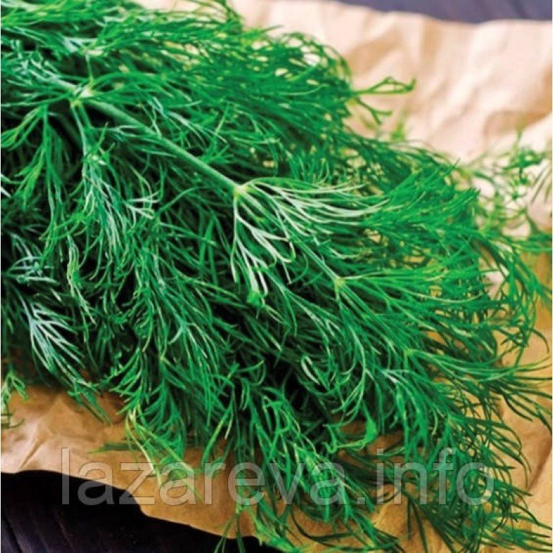 Насіння кропу Алігатор 2 г Насіння кропу Алігатор 2 г