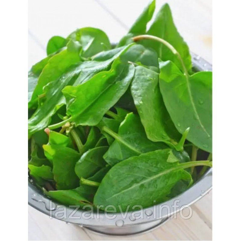 Насіння щавлю Широколистий 1 г Насіння щавлю Широколистий 1 г