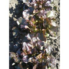 Насіння салата Лєль 2 г