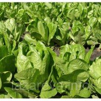 Насіння салата Скарб 2 г