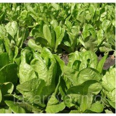 Насіння салата Скарб 2 г