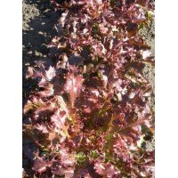 Семена салата Вышиванка 2 г