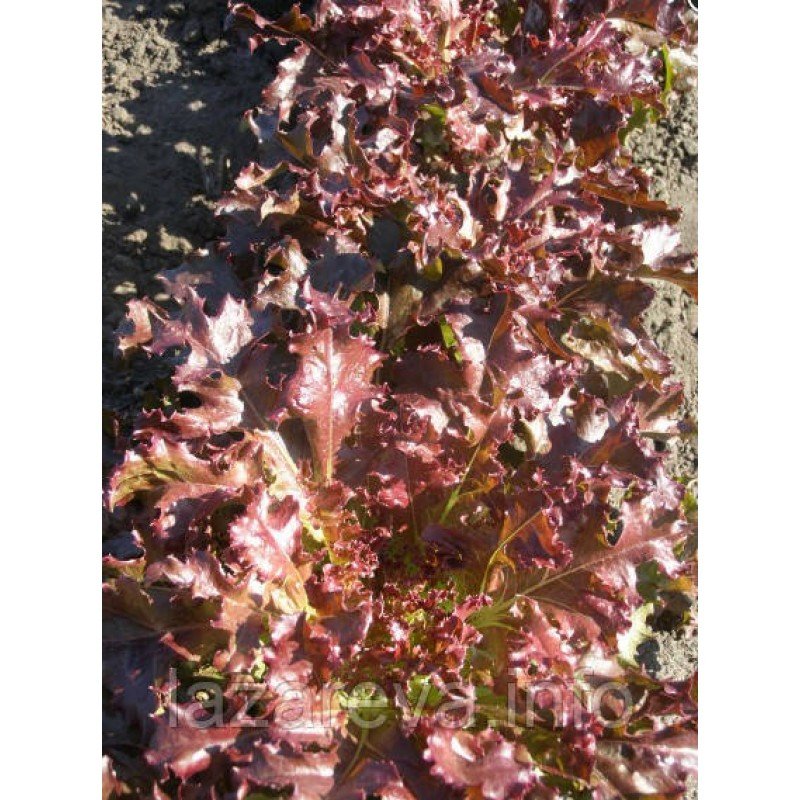 Насіння салата Вишиванка 2 г