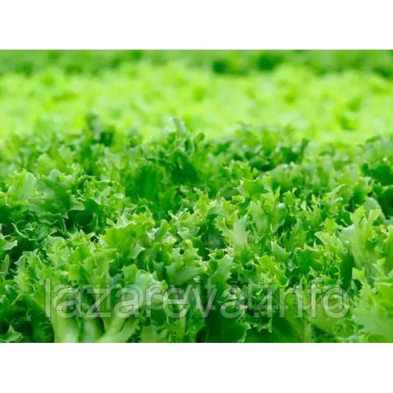 Насіння салата Одеський кучерявець 1 г Насіння салата Одеський кучерявець 1 г