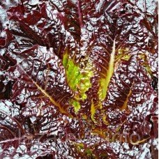 Насіння салата Шар малиновий 1 г