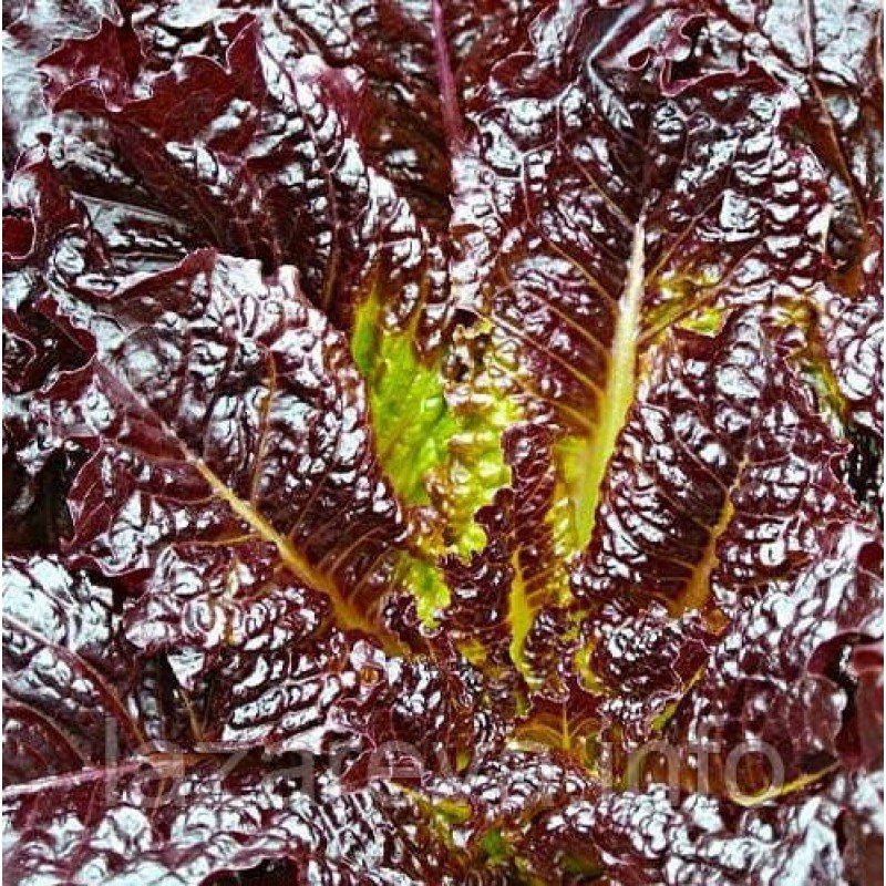 Насіння салата Шар малиновий 1 г