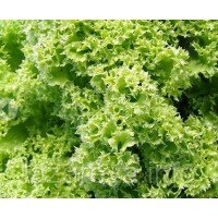 Насіння салата Шар золотий 1 г Насіння салата Шар золотий 1 г