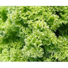 Насіння салата Шар золотий 1 г
