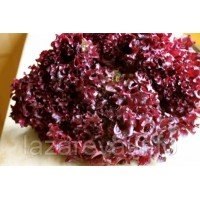 Насіння салата Лола Росса 1 г Насіння салата Лола Росса 1 г