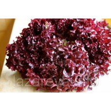 Насіння салата Лола Росса 1 г