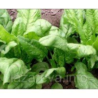 Шпинат Фантазія 2 г Шпинат Фантазія 2 г