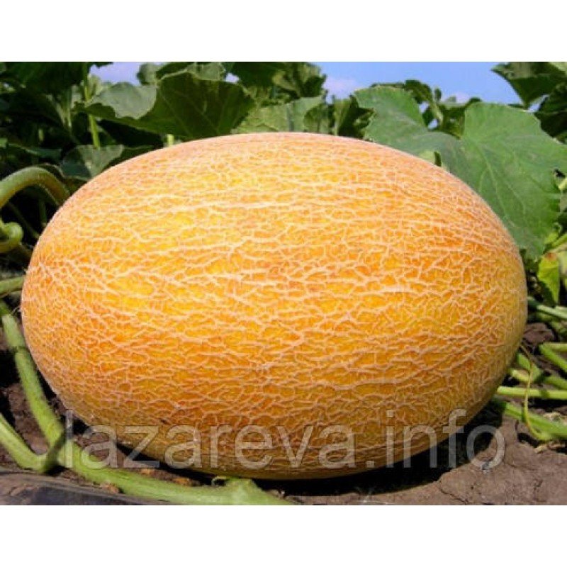 Насіння дині Ананасна 3 г Насіння дині Ананасна 3 г