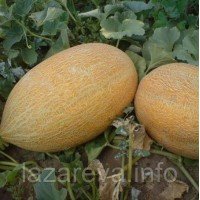 Семена дыни Амал 3 г Семена дыни Амал 3 г