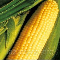 Насіння кукурудзи  Цукрова жовта 25 г Насіння кукурудзи  Цукрова жовта 25 г
