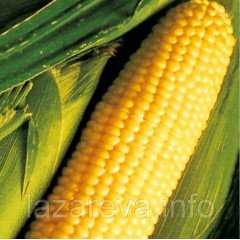 Насіння кукурудзи  Цукрова жовта 25 г Насіння кукурудзи  Цукрова жовта 25 г