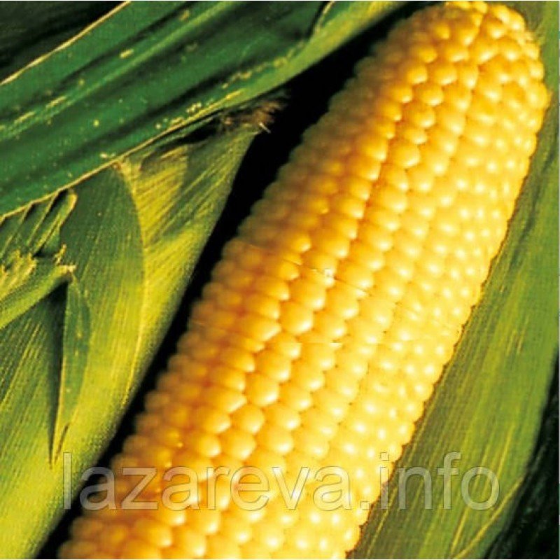 Насіння кукурудзи  Цукрова жовта 25 г Насіння кукурудзи  Цукрова жовта 25 г