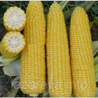 Семена кукурузы Сверхсладкая 25 г