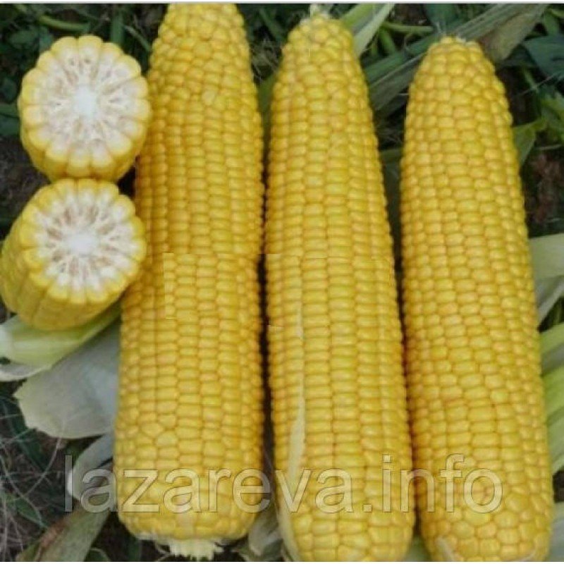 Насіння кукурудзи Надсолодка 25 г Насіння кукурудзи Надсолодка 25 г