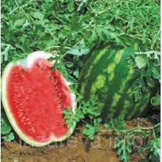 Семена арбуза Топ Ган 2 г