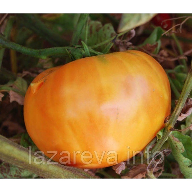 Насіння томату Гавайський ананас 30 нас Насіння томату Гавайський ананас 30 нас