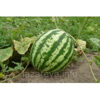 Семена арбузов Скарб 3 г Семена арбузов Скарб 3 г