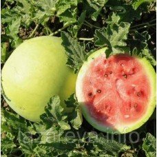 Семена арбузов Снежок 3 г