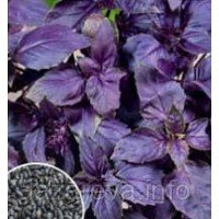 Базилік Фіолетовий 1 г Базилік Фіолетовий 1 г