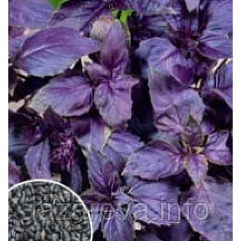 Базилік Фіолетовий 1 г Базилік Фіолетовий 1 г