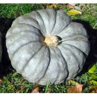 Насіння гарбуза Славута 7 насінин Насіння гарбуза Славута 7 насінин