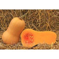 Баттернат 7 семян Баттернат 7 семян