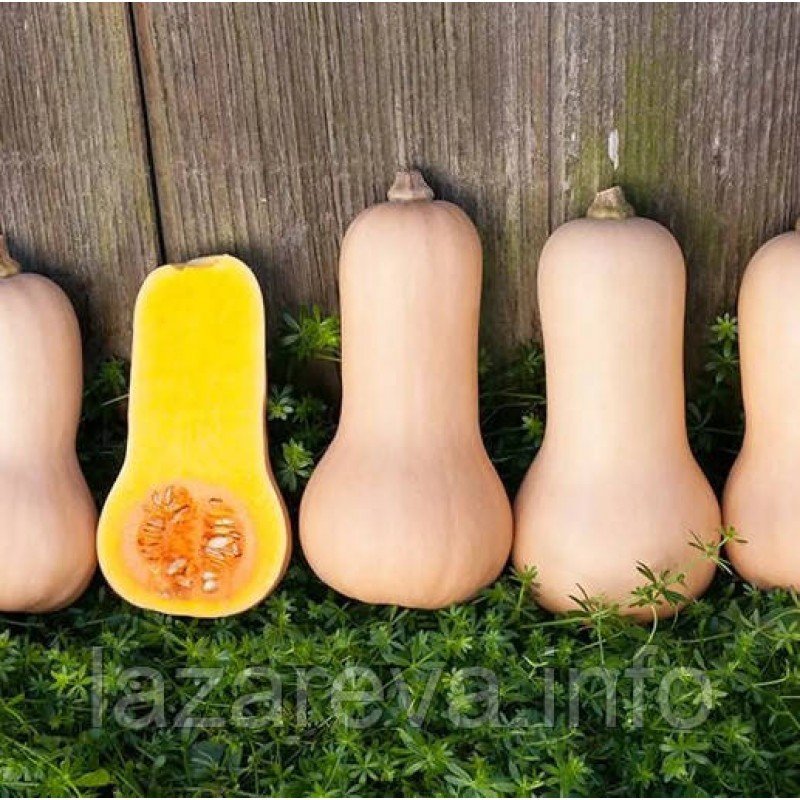 Насіння гарбуза Новинка  5 гр Насіння гарбуза Новинка  5 гр