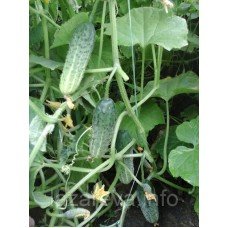 Насіння огірка Наша Маша F1 10 насінин