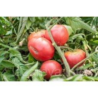 Насіння томату Гігант ранній 30 насінин Насіння томату Гігант ранній 30 насінин