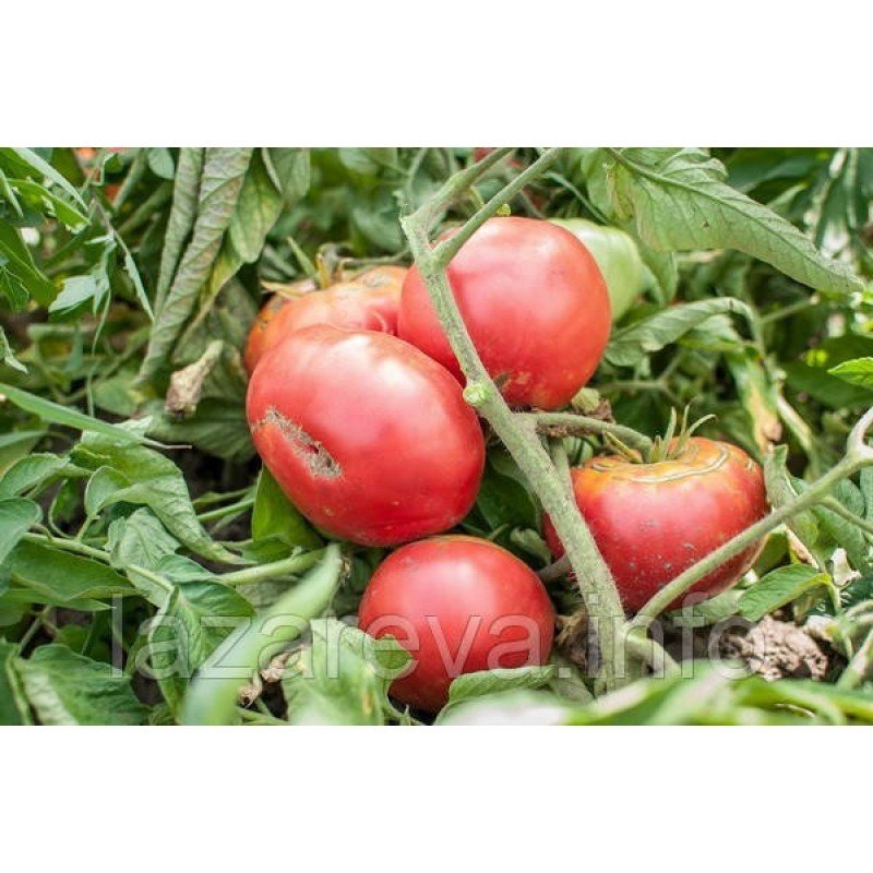 Насіння томату Гігант ранній 30 насінин Насіння томату Гігант ранній 30 насінин