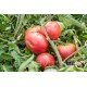 Насіння томату Гігант ранній 30 насінин Насіння томату Гігант ранній 30 насінин