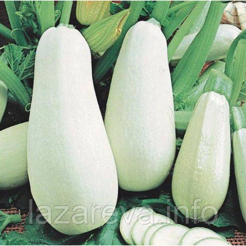 Кабачки Білоплідні  15 насінин