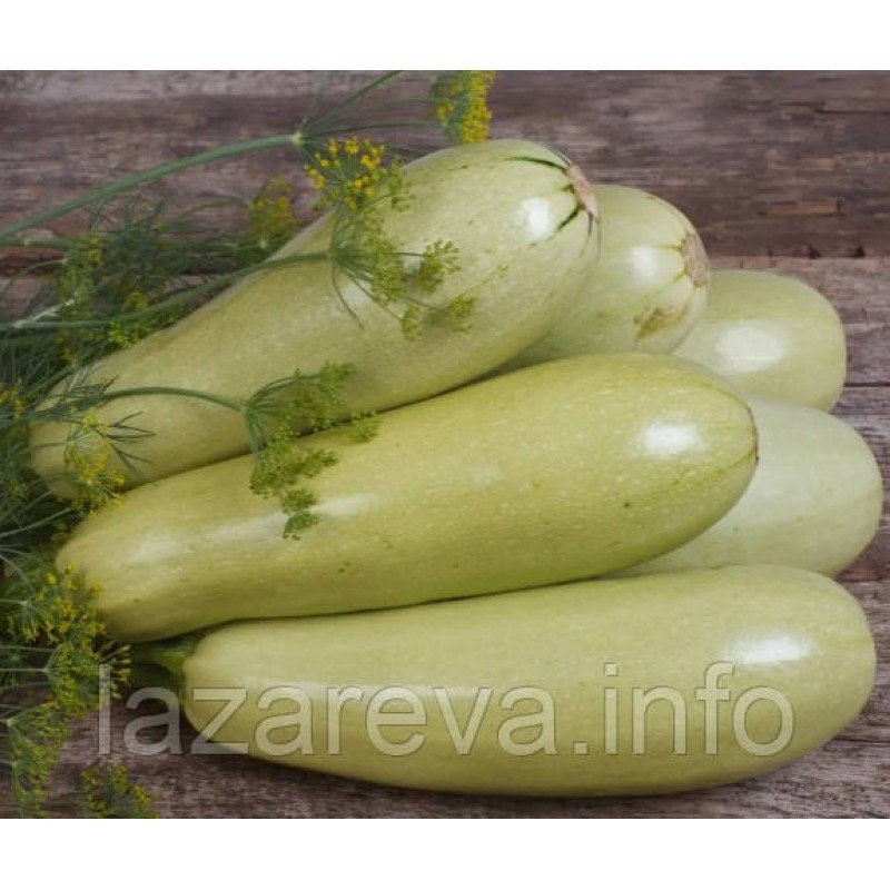 Насіння кабачків Грибовський 15 насінин Насіння кабачків Грибовський 15 насінин