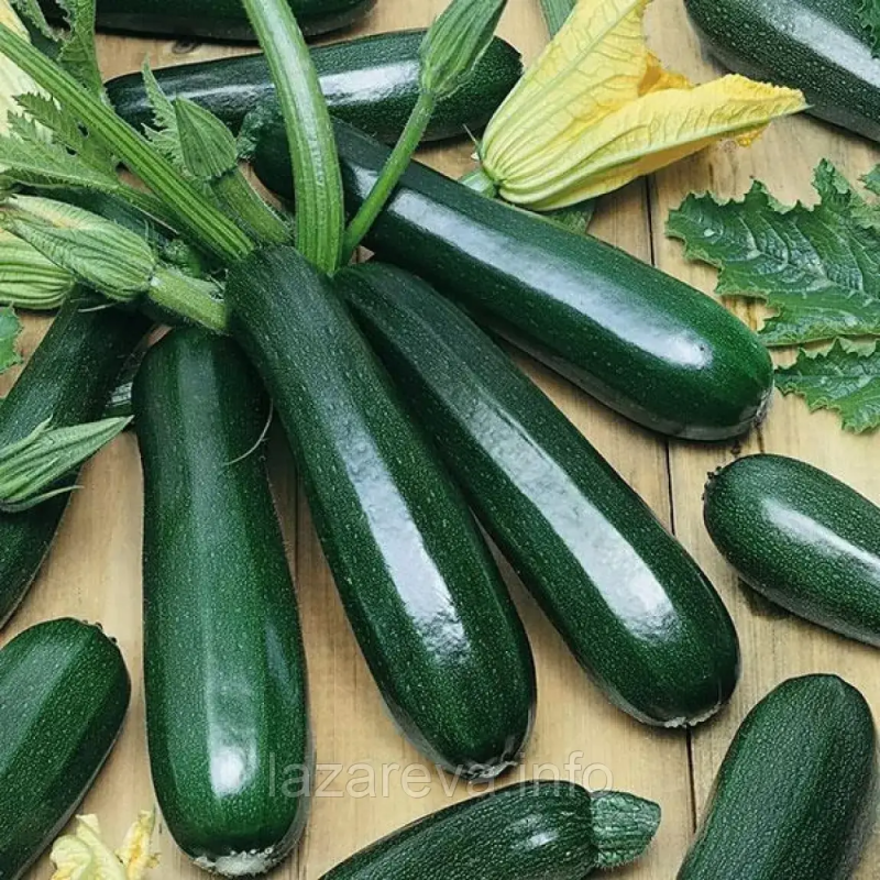 Скворушка 15 насінин Скворушка 15 насінин