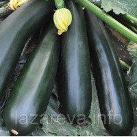 Черный принц 15 семян Черный принц 15 семян