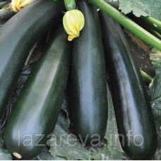 Чорний принц 15 насінин