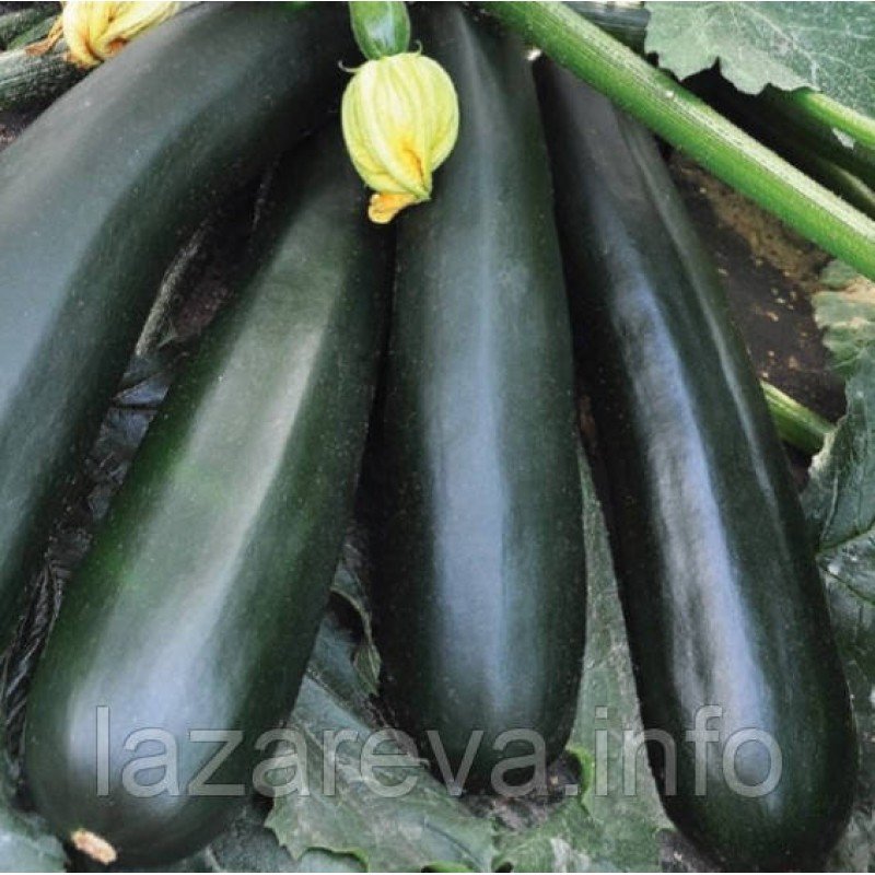 Чорний принц 15 насінин Чорний принц 15 насінин