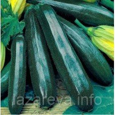 Насіння кабачка Чорний красень 15 нас
