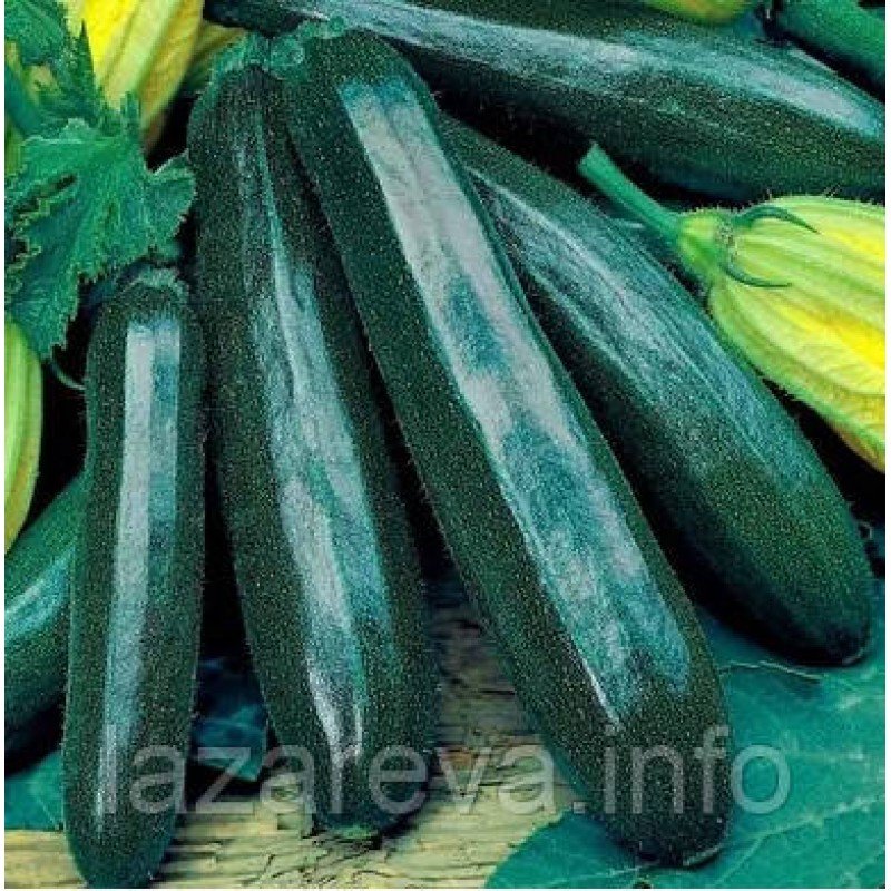 Насіння кабачка Чорний красень 15 нас Насіння кабачка Чорний красень 15 нас